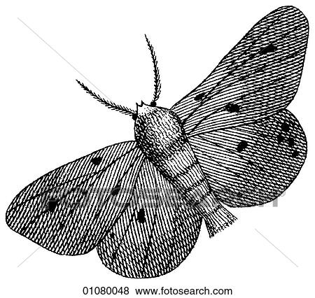 Flora & Fauna - line art - a 19th century engraving Animal - Insect Moth All moths are in the order Lepidoptera and there are more than 40, 000 different kinds. The purpose of the patterned wing surface is camouflage against sight predators. View Large Illustration Stock Illustration - Flora & Fauna - line art - a 19th century engraving Animal - Insect Moth All moths are in the order Lepidoptera and there are more than 40, 000 different kinds. The purpose of the patterned wing surface is camouflage against sight predators.. Fotosearch