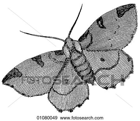 Stock Illustration - Flora & Fauna - line art - a 19th century engraving Animal - Insect Moth All moths are in the order Lepidoptera and there are more than 40, 000 different kinds. The purpose of the patterned wing surface is camouflage against sight predators.. Fotosearch