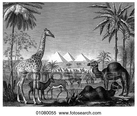 Flora & Fauna - line art - a 19th century engraving Animal Giraffe Camel Deer Antelope Palm Tree, pyramids, architecture, Egypt, Africa View Large Illustration Stock Illustration - Flora & Fauna - line art - a 19th century engraving Animal Giraffe Camel Deer Antelope Palm Tree, pyramids, architecture, Egypt, Africa. Fotosearch