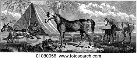 Stock Illustration - Flora & Fauna - line art - a 19th century engraving Animal - mammal Arabian Horses. Fotosearch