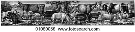 Flora & Fauna - line art - a 19th century engraving Animal Farm animals View Large Illustration Stock Illustration - Flora & Fauna - line art - a 19th century engraving Animal Farm animals. Fotosearch