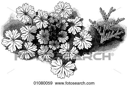 Flora & Fauna - line art - a 19th century engraving Plant Flower View Large Illustration Stock Illustration - Flora & Fauna - line art - a 19th century engraving Plant Flower. Fotosearch