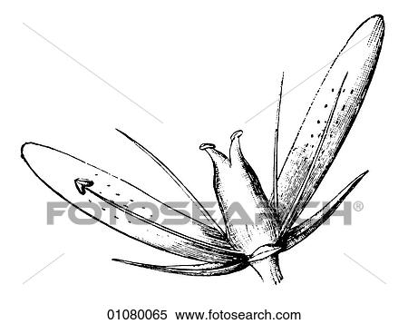 Flora & Fauna - line art - a 19th century engraving Plant Flower View Large Illustration Stock Illustration - Flora & Fauna - line art - a 19th century engraving Plant Flower. Fotosearch