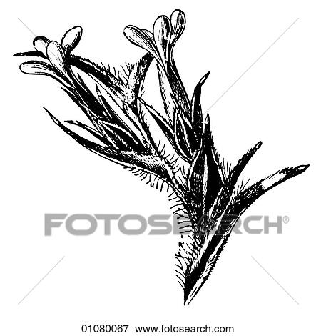 Flora & Fauna - line art - a 19th century engraving Plant Flower View Large Illustration Stock Illustration - Flora & Fauna - line art - a 19th century engraving Plant Flower. Fotosearch