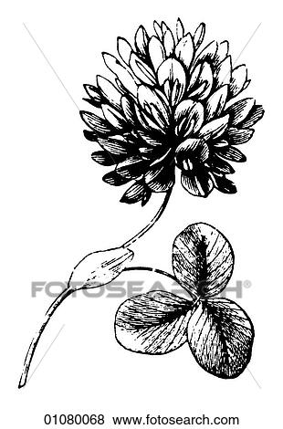 Stock Illustration - Flora & Fauna - line art - a 19th century engraving Plant Flower. Fotosearch