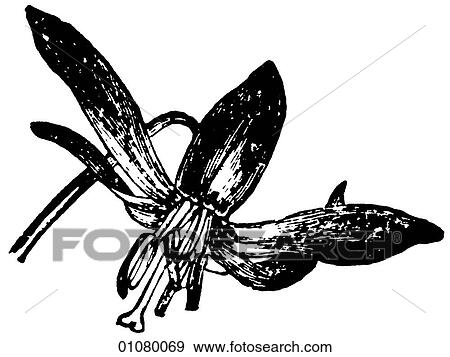 Flora & Fauna - line art - a 19th century engraving Plant Flower View Large Illustration Stock Illustration - Flora & Fauna - line art - a 19th century engraving Plant Flower. Fotosearch