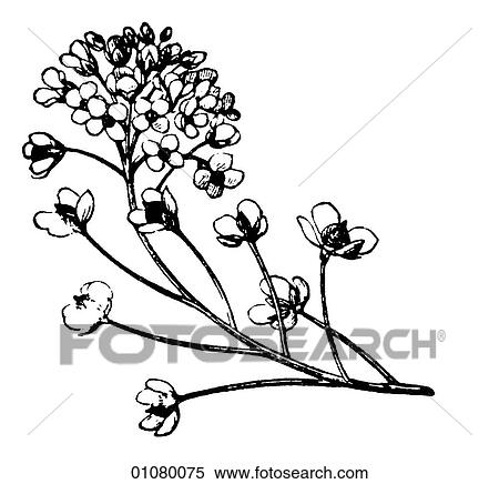Flora & Fauna - line art - a 19th century engraving Plant Flower View Large Illustration Stock Illustration - Flora & Fauna - line art - a 19th century engraving Plant Flower. Fotosearch