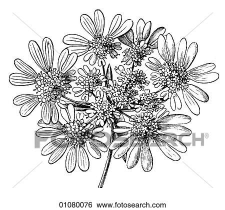 Flora & Fauna - line art - a 19th century engraving Plant Flower View Large Illustration Stock Illustration - Flora & Fauna - line art - a 19th century engraving Plant Flower. Fotosearch
