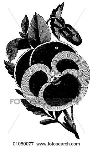 Flora & Fauna - line art - a 19th century engraving Plant Flower Pansey (viola) View Large Illustration Stock Illustration - Flora & Fauna - line art - a 19th century engraving Plant Flower Pansey (viola). Fotosearch