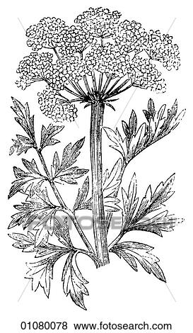 Flora & Fauna - line art - a 19th century engraving Plant Flower View Large Illustration Stock Illustration - Flora & Fauna - line art - a 19th century engraving Plant Flower. Fotosearch