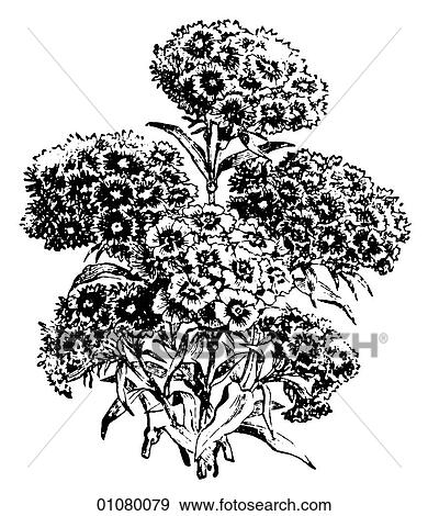 Stock Illustration - Flora & Fauna - line art - a 19th century engraving Plant Flower. Fotosearch