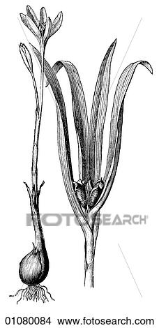 Flora & Fauna - line art - a 19th century engraving Plant Flower View Large Illustration Stock Illustration - Flora & Fauna - line art - a 19th century engraving Plant Flower. Fotosearch