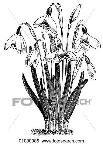 Stock Illustration - Flora & Fauna - line art - a 19th century engraving Plant Flower. Fotosearch