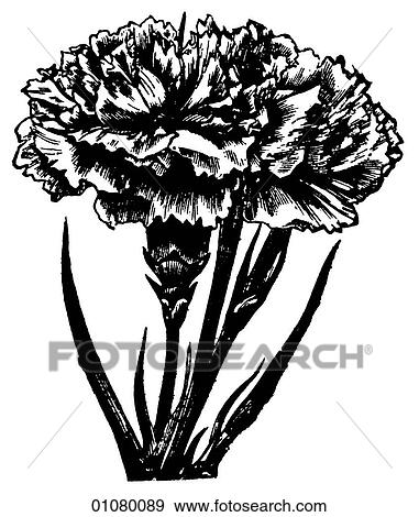 Flora & Fauna - line art - a 19th century engraving Plant Flower Carnation View Large Illustration Stock Illustration - Flora & Fauna - line art - a 19th century engraving Plant Flower Carnation. Fotosearch