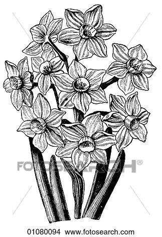 Stock Illustration - Flora & Fauna - line art - a 19th century engraving Plant Flower. Fotosearch