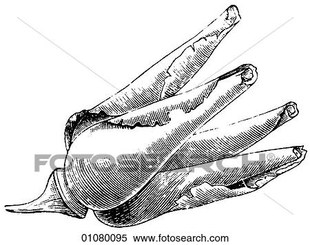 Stock Illustration - Flora & Fauna - line art - a 19th century engraving Plant Flower. Fotosearch