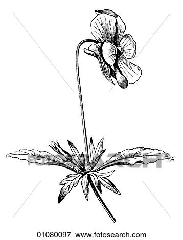 Flora & Fauna - line art - a 19th century engraving Plant Flower View Large Illustration Stock Illustration - Flora & Fauna - line art - a 19th century engraving Plant Flower. Fotosearch
