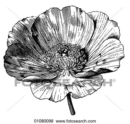 Flora & Fauna - line art - a 19th century engraving Plant Flower View Large Illustration Stock Illustration - Flora & Fauna - line art - a 19th century engraving Plant Flower. Fotosearch