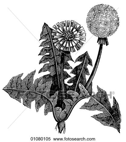 Flora & Fauna - line art - a 19th century engraving Plant Flower Dandelion (taraxacum) View Large Illustration Stock Illustration - Flora & Fauna - line art - a 19th century engraving Plant Flower Dandelion (taraxacum). Fotosearch