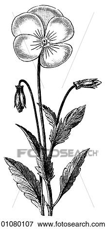 Flora & Fauna - line art - a 19th century engraving Plant Flower View Large Illustration Stock Illustration - Flora & Fauna - line art - a 19th century engraving Plant Flower. Fotosearch
