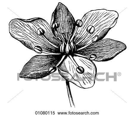 Flora & Fauna - line art - a 19th century engraving Plant Flower View Large Illustration Stock Illustration - Flora & Fauna - line art - a 19th century engraving Plant Flower. Fotosearch