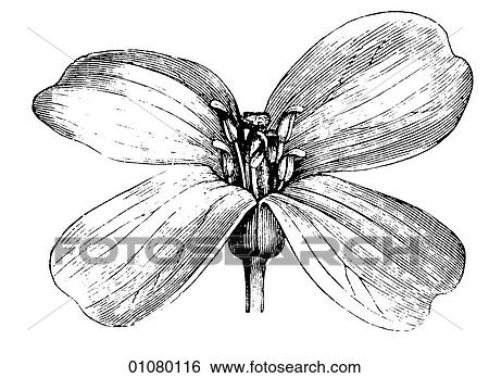 Flora & Fauna - line art - a 19th century engraving Plant Flower View Large Illustration Stock Illustration - Flora & Fauna - line art - a 19th century engraving Plant Flower. Fotosearch