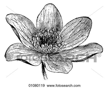 Stock Illustration - Flora & Fauna - line art - a 19th century engraving Plant Flower. Fotosearch
