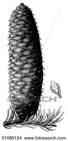 Stock Illustration - Flora & Fauna - line art - a 19th century engraving Plant White Spruce (picea glauca). Fotosearch