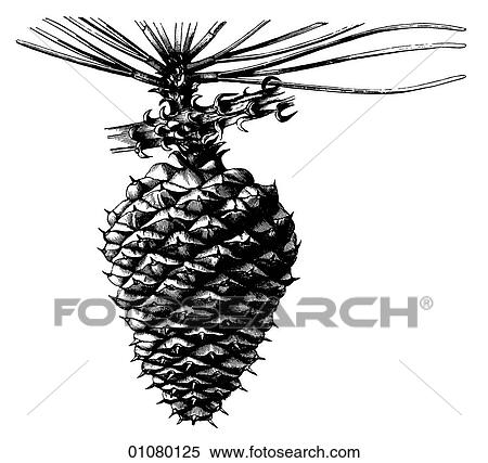 Flora & Fauna - line art - a 19th century engraving Plant Tree Coniferous Pitch Pine (pinus rigida) Pine cone View Large Illustration Stock Illustration - Flora & Fauna - line art - a 19th century engraving Plant Tree Coniferous Pitch Pine (pinus rigida) Pine cone. Fotosearch