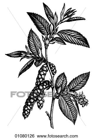 Flora & Fauna - line art - a 19th century engraving Plant Flower View Large Illustration Stock Illustration - Flora & Fauna - line art - a 19th century engraving Plant Flower. Fotosearch