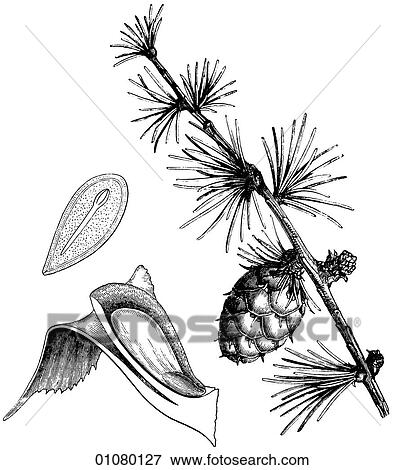 Stock Illustration - Flora & Fauna - line art - a 19th century engraving Plant Larch. Fotosearch