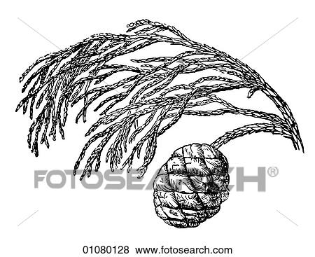 Flora & Fauna - line art - a 19th century engraving Plant Tree Coniferous Black Spruce (picea mariana) View Large Illustration Stock Illustration - Flora & Fauna - line art - a 19th century engraving Plant Tree Coniferous Black Spruce (picea mariana). Fotosearch