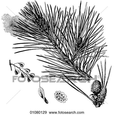 Flora & Fauna - line art - a 19th century engraving Plant Tree Coniferous Red Pine (pinus resinosa) View Large Illustration Stock Illustration - Flora & Fauna - line art - a 19th century engraving Plant Tree Coniferous Red Pine (pinus resinosa). Fotosearch
