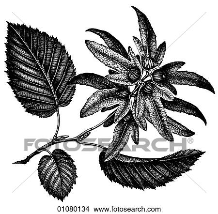 Flora & Fauna - line art - a 19th century engraving Plant Flower View Large Illustration Stock Illustration - Flora & Fauna - line art - a 19th century engraving Plant Flower. Fotosearch
