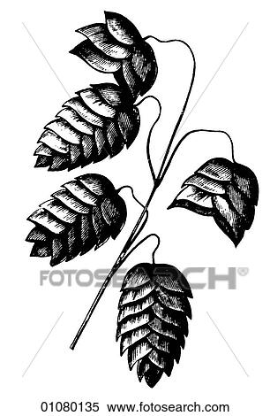 Stock Illustration - Flora & Fauna - line art - a 19th century engraving Plant Flower. Fotosearch