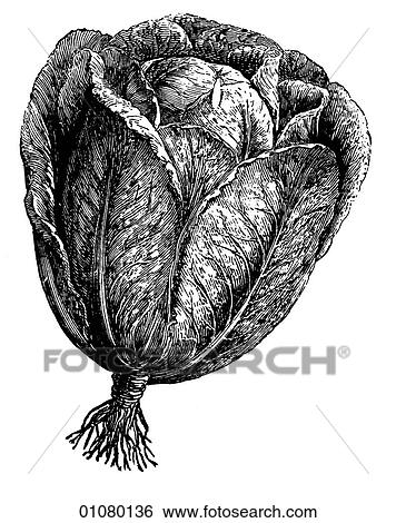 Flora & Fauna - line art - a 19th century engraving Plant Vegetable View Large Illustration Stock Illustration - Flora & Fauna - line art - a 19th century engraving Plant Vegetable. Fotosearch