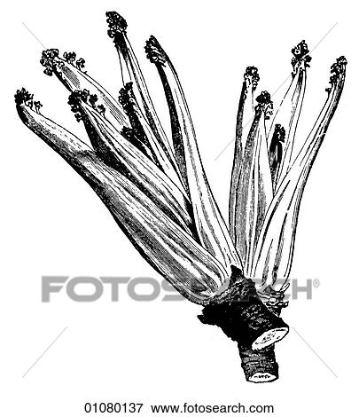 Stock Illustration - Flora & Fauna - line art - a 19th century engraving Plant Vegetable. Fotosearch