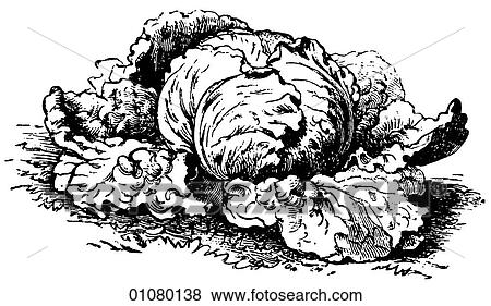 Flora & Fauna - line art - a 19th century engraving Plant Vegetable cabbage View Large Illustration Stock Illustration - Flora & Fauna - line art - a 19th century engraving Plant Vegetable cabbage. Fotosearch