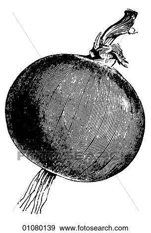 Flora & Fauna - line art - a 19th century engraving Plant Vegetable Onion View Large Illustration Stock Illustration - Flora & Fauna - line art - a 19th century engraving Plant Vegetable Onion. Fotosearch