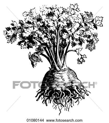 Flora & Fauna - line art - a 19th century engraving Plant Flower View Large Illustration Stock Illustration - Flora & Fauna - line art - a 19th century engraving Plant Flower. Fotosearch