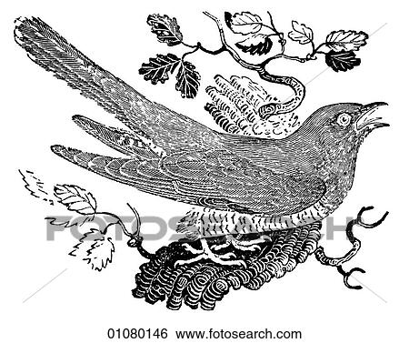 Stock Illustration - Flora & Fauna - line art - a 19th century engraving Animal - mammal - the class Aves Bird Cuckoo A parasite bird that lays its eggs in the nests of other birds who then incubate and feed the intruder.. Fotosearch