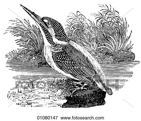 Flora & Fauna - line art - a 19th century engraving Animal - mammal - the class Aves Bird Kingfisher This bird can be found world-wide but is concentrated in the tropical regions. They nest in river banks and their long beaks are used to pluck fish from View Large Illustration Stock Illustration - Flora & Fauna - line art - a 19th century engraving Animal - mammal - the class Aves Bird Kingfisher This bird can be found world-wide but is concentrated in the tropical regions. They nest in river banks and their long beaks are used to pluck fish from. Fotosearch