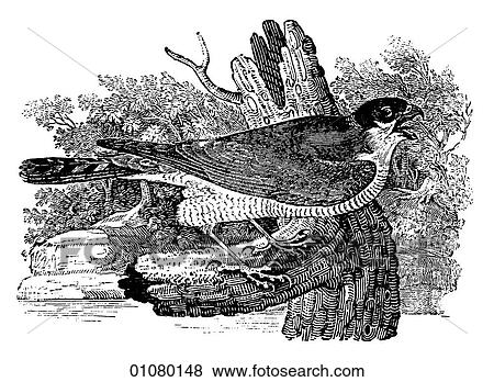 Flora & Fauna - line art - a 19th century engraving Animal - mammal - the class Aves Bird Sparrowhawk View Large Illustration Stock Illustration - Flora & Fauna - line art - a 19th century engraving Animal - mammal - the class Aves Bird Sparrowhawk. Fotosearch