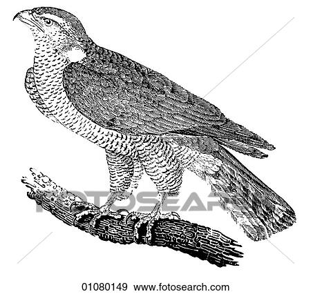 Flora & Fauna - line art - a 19th century engraving Animal - mammal - the class Aves Bird Goshawk This winged hunter can be found in the temperate zones of the Northern Hemisphere but is in serious decline in some areas. When used in Medieval falconry, View Large Illustration Stock Illustration - Flora & Fauna - line art - a 19th century engraving Animal - mammal - the class Aves Bird Goshawk This winged hunter can be found in the temperate zones of the Northern Hemisphere but is in serious decline in some areas. When used in Medieval falconry,. Fotosearch