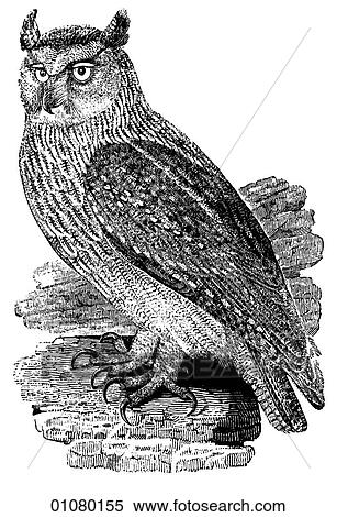 Flora & Fauna - line art - a 19th century engraving Animal - mammal - the class Aves Bird Eagle Owl A nocturnal bird of prey that inhabits Asia, northern Africa and Europe. It can be seen at twilight, sitting on a branch, scanning its territory for prey View Large Illustration Stock Illustration - Flora & Fauna - line art - a 19th century engraving Animal - mammal - the class Aves Bird Eagle Owl A nocturnal bird of prey that inhabits Asia, northern Africa and Europe. It can be seen at twilight, sitting on a branch, scanning its territory for prey. Fotosearch