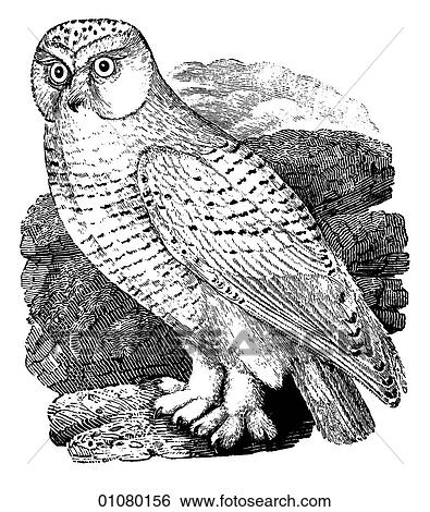 Flora & Fauna - line art - a 19th century engraving Animal - mammal - the class Aves Bird Snowy Owl A nocturnal bird of prey inhabiting the Arctic Tundra and regions immediately to the south in Asia, North America and Europe. It nests on the open ground View Large Illustration Stock Illustration - Flora & Fauna - line art - a 19th century engraving Animal - mammal - the class Aves Bird Snowy Owl A nocturnal bird of prey inhabiting the Arctic Tundra and regions immediately to the south in Asia, North America and Europe. It nests on the open ground. Fotosearch