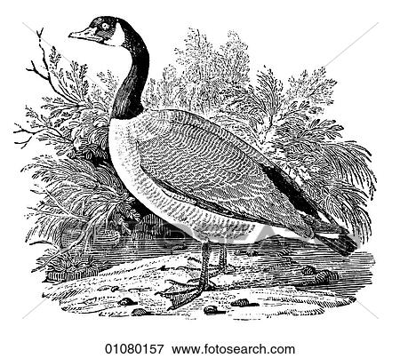 Flora & Fauna - line art - a 19th century engraving Animal - mammal - the class Aves Bird Cravat Goose View Large Illustration Stock Illustration - Flora & Fauna - line art - a 19th century engraving Animal - mammal - the class Aves Bird Cravat Goose. Fotosearch