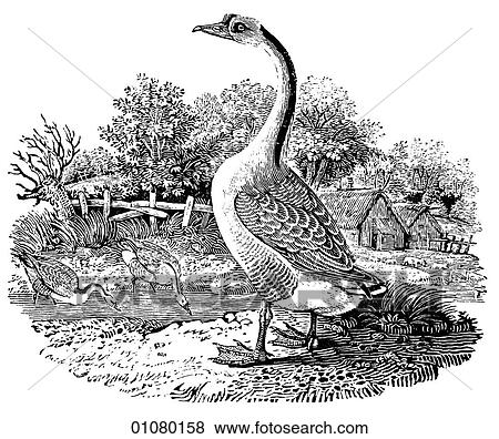Flora & Fauna - line art - a 19th century engraving Animal - mammal - the class Aves Bird Swan Goose View Large Illustration Stock Illustration - Flora & Fauna - line art - a 19th century engraving Animal - mammal - the class Aves Bird Swan Goose. Fotosearch