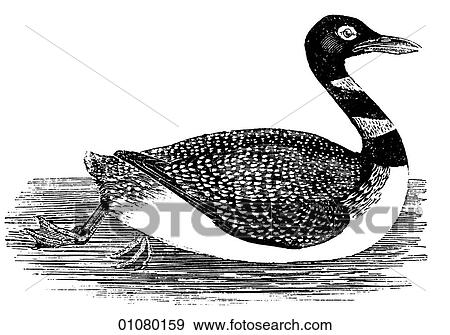 Stock Illustration - Flora & Fauna - line art - a 19th century engraving Animal - mammal - the class Aves Bird Duck Great Northern Diver. Fotosearch