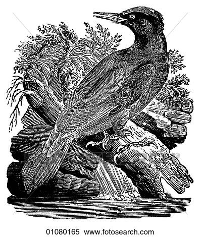 Flora & Fauna - line art - a 19th century engraving Animal - mammal - the class Aves Bird Black Woodpecker View Large Illustration Stock Illustration - Flora & Fauna - line art - a 19th century engraving Animal - mammal - the class Aves Bird Black Woodpecker. Fotosearch